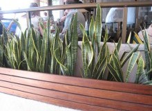 Kwikfynd Indoor Planting
whyalla