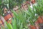 Whyallaplant-nursery-10.jpg; ?>