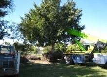 Kwikfynd Tree Lopping
whyalla
