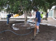 Kwikfynd Tree Transplanting
whyalla