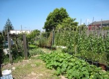 Kwikfynd Vegetable Gardens
whyalla